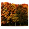 Touching the ground Ltd Vinyl Edition Single CD Edizione Limitata-0